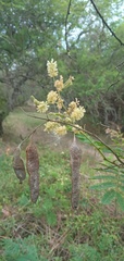 Senegalia bonariensis