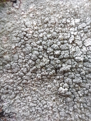 Pertusaria pertusa