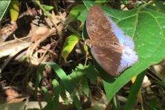 Tanaecia iapis puseda