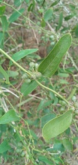 Smilax campestris