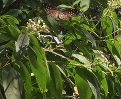 Euploea mulciber mulciber
