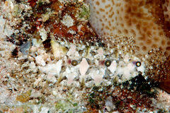 Samariscus triocellatus