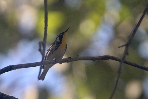 Yellow-throated Warbler (Setophaga dominica)