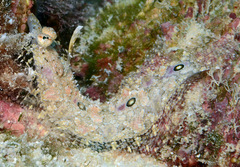 Samariscus triocellatus