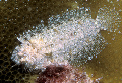Samariscus triocellatus