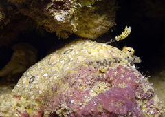 Samariscus triocellatus