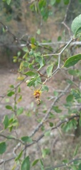 Lycium boerhaviifolium