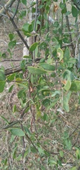 Lycium boerhaviifolium