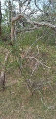 Lycium boerhaviifolium