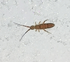 Orchesella flavescens