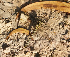 Austrogomphus guerini