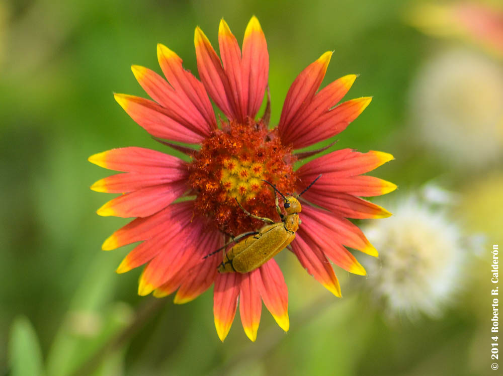 Gaillardia