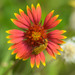 Blanket Flowers - Photo (c) Roberto R. Calderón, some rights reserved (CC BY-NC)