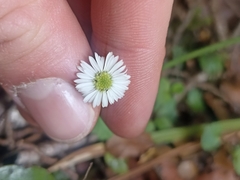 Lagenophora strangulata
