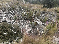 Penstemon gentianoides