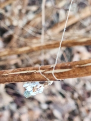 Mecynogea lemniscata