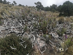 Penstemon gentianoides