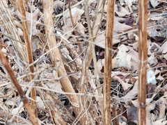 Mecynogea lemniscata