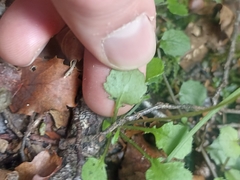 Lagenophora strangulata