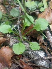 Lagenophora strangulata