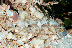 Samariscus triocellatus