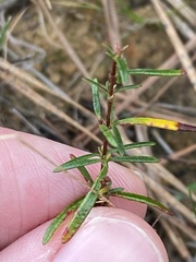 Hypericum galioides