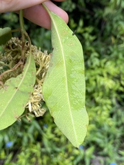 Parsonsia plaesiophylla