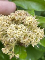 Parsonsia plaesiophylla