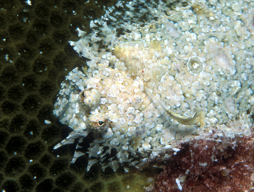 Three-eyed flounder (Samariscus triocellatus) — Samaridae — 4