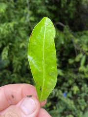 Parsonsia plaesiophylla
