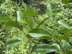 Parsonsia plaesiophylla