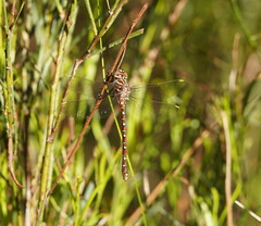 Austroaeschna unicornis