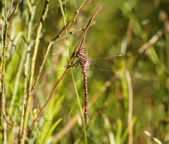 Austroaeschna unicornis