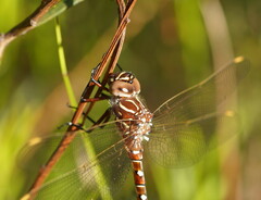 Austroaeschna unicornis