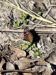 Phyciodes graphica