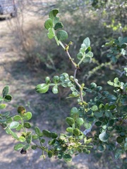 Condalia hookeri