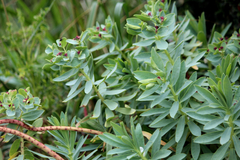 Euphorbia glauca