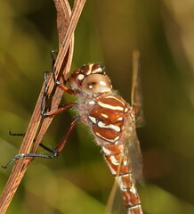 Austroaeschna unicornis