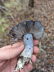 Entoloma medianox