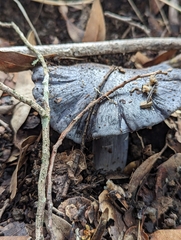 Entoloma medianox