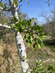 Condalia hookeri