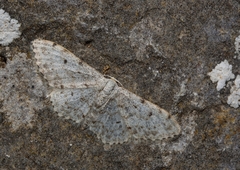 Idaea camparia