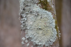 Punctelia missouriensis