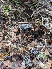 Entoloma medianox