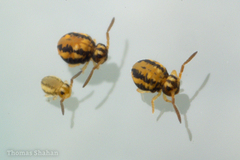Sminthurinus