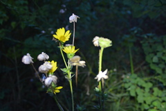 Silphium gracile