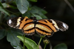 Heliconius ethilla