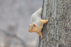 Sciurus niger rufiventer