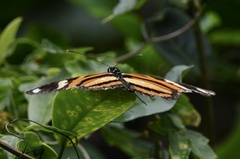 Heliconius ethilla