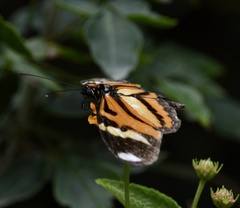 Heliconius ethilla